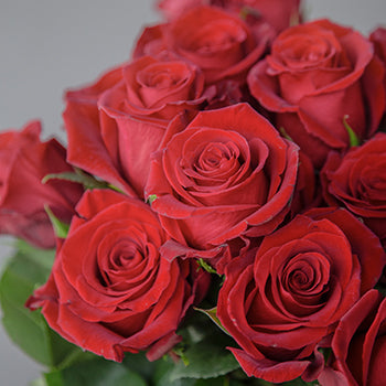 Fortune Red Roses Fresh Cut