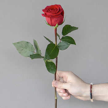 Fortune Red Roses Fresh Cut