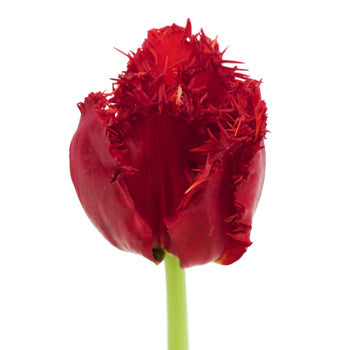 Scarlet Frill Wedding Tulip
