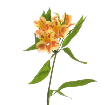 Fruit Punch alstroemeria Wholesale Flower Stem