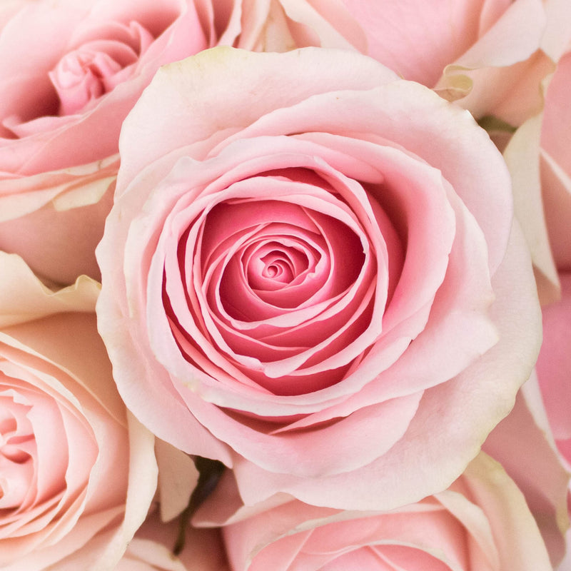 Frutteto Light Pink Rose Up Close