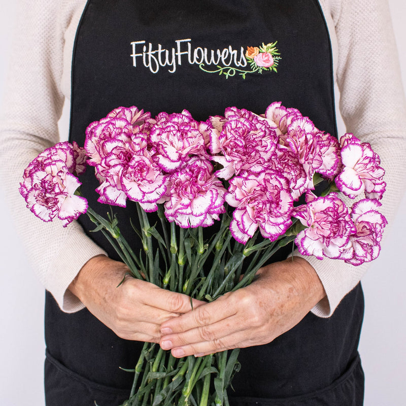 Fuchsia Pink And White Carnation Flower Bunch in Hand