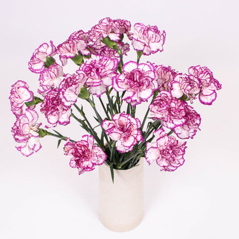 Fuchsia Pink and White Carnation Flower Bunch in Vase