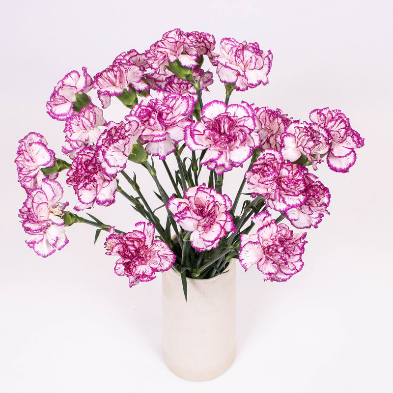 Fuchsia Pink and White Carnation Flower Bunch in Vase