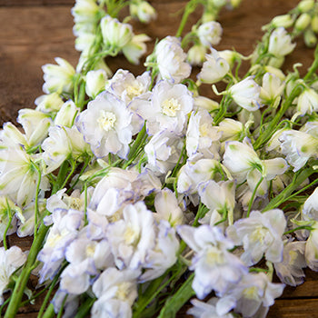 Delphinium Full Moon Blue and White Wholesale Flower Stem