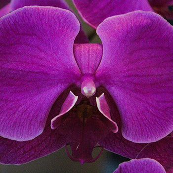 Phalaenopsis Orchid Purple Flower