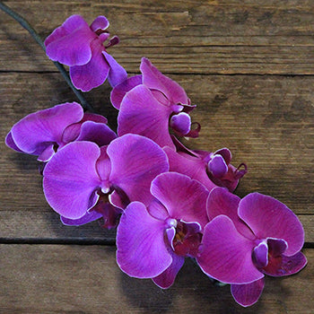Phalaenopsis Orchid Purple Flower