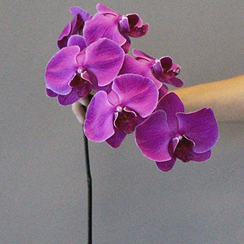 Phalaenopsis Orchid Purple Flower