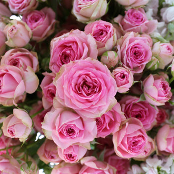 Garden Delights Light Pink Spray Rose DIY Flower Kit Up Close