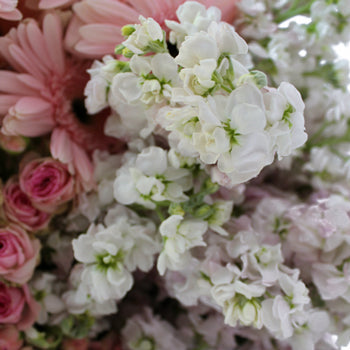 Garden Delights Light Pink Stock DIY Flower Kit Up Close