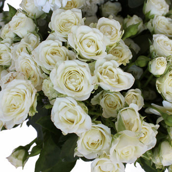 Garden Delights White Spray Rose DIY Flower Kit Up Close