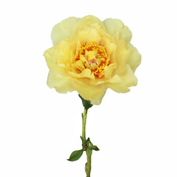 Garden Treasure Yellow Peony Side Stem View