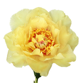 Garden Treasure Yellow Peony Stem