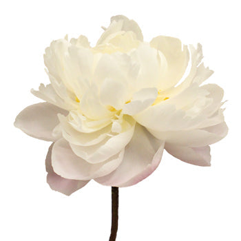 Gardenia Blush Peony Side Stem View