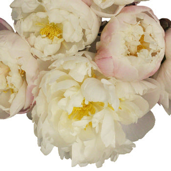 Gardenia Blush Peonies up close