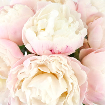 Gardenia Blush Peonies up close