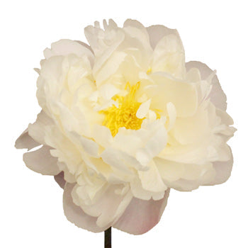 Gardenia Blush Peony Stem