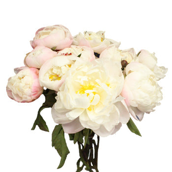 Gardenia Blush Peony in a vase