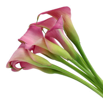 Watermelon Pink Mini Calla Lily