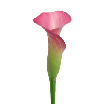 Watermelon Pink Mini Calla Lily