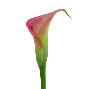 Watermelon Pink Mini Calla Lily