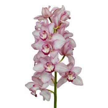 Cymbidium Orchids Light Pink