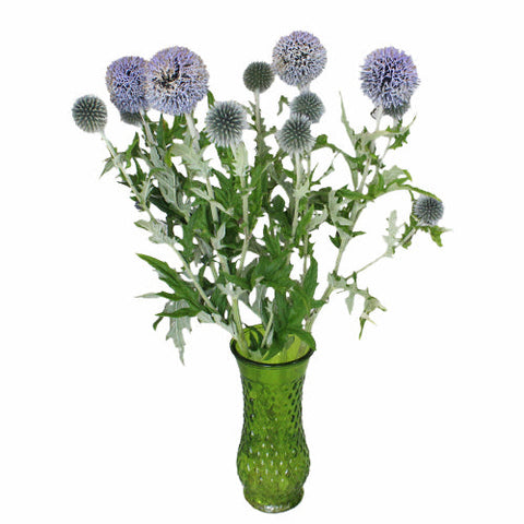 Globe Thistle Ecnichops Wholesale