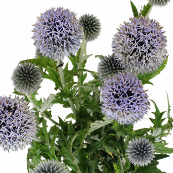 Globe Thistle Ecnichops Wholesale