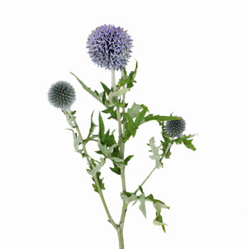 Globe Thistle Ecnichops Wholesale