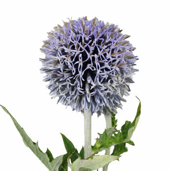 Globe Thistle Ecnichops Wholesale