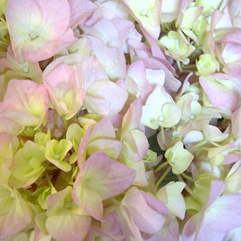Giant Garden Pink Hydrangea Flower Up Close