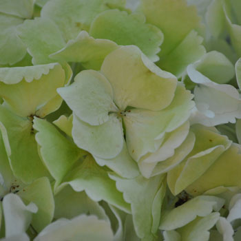 Giant Pale Green Hydrangea Flower Up Close