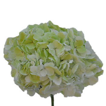 Giant Pale Green Hydrangea Stem View