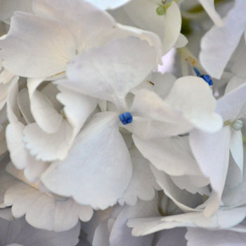 Giant Pure White Hydrangea Flower Up Close