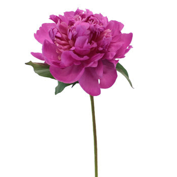 Gilbert Barthelot Purple Peony Side Stem View