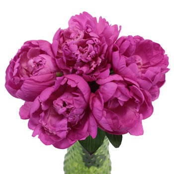 Gilbert Barthelot Purple Peony in a vase
