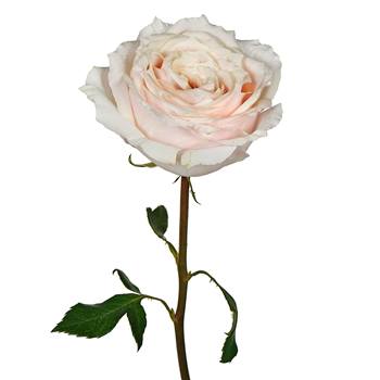 Ginger Cream Garden Rose Stem