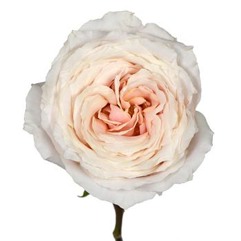 Ginger Cream Garden Rose Side Stem View