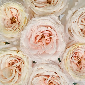 Ginger Cream Garden Roses up close