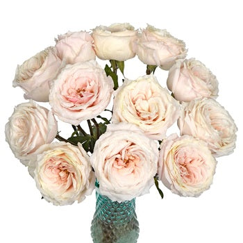 Ginger Cream Garden Wholesale Roses In a vase