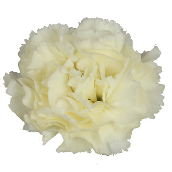 Gioele Crema Cream Carnation Flower Bloom