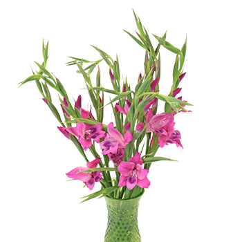 Pink Splash Mini Gladiolus Flowers