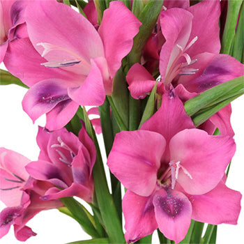 Pink Splash Mini Gladiolus Flowers