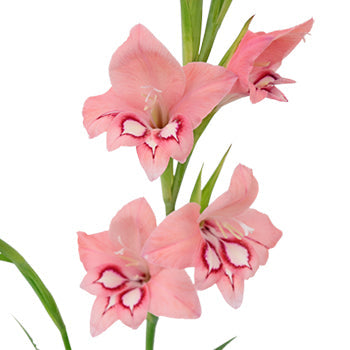Flaming Rose Mini Gladiolus Flowers