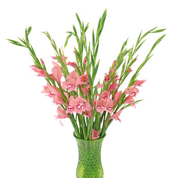 Flaming Rose Mini Gladiolus Flowers