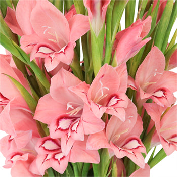 Flaming Rose Mini Gladiolus Flowers