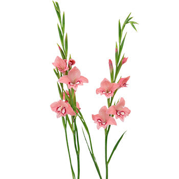 Flaming Rose Mini Gladiolus Flowers