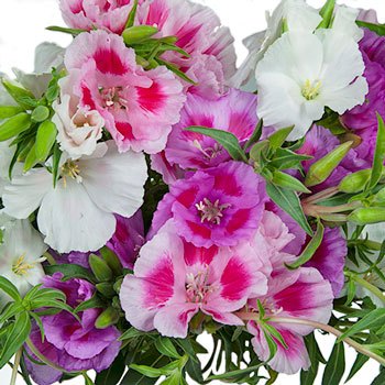 Assorted Godetia Flowers