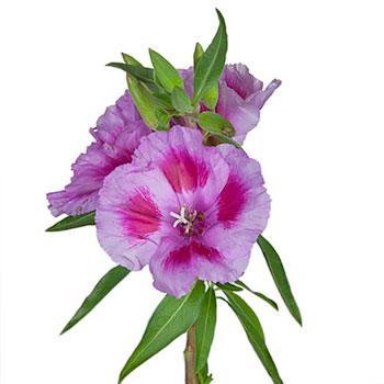 Bicolor Lavender with Hot Pink Godetias