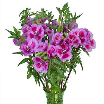 Bicolor Lavender with Hot Pink Godetias